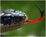 Federalismo y lengua de serpiente